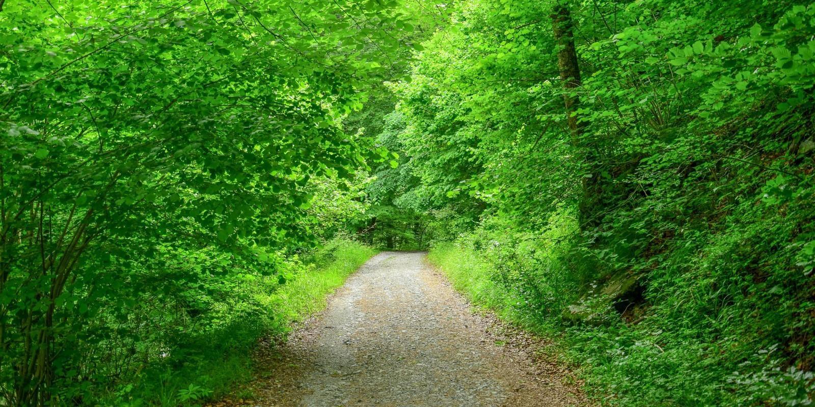 Artica: Naturaleza y Bienestar a tus Pies